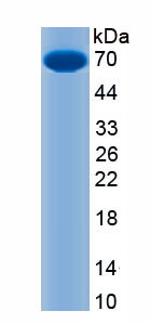Recombinant Leucine Rich Repeat Containing Protein 15 (LRRC15)