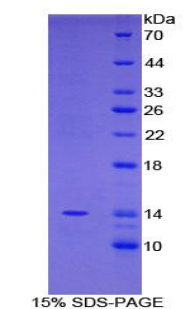 Recombinant Family With Sequence Similarity 19, Member A2 (FAM19A2)