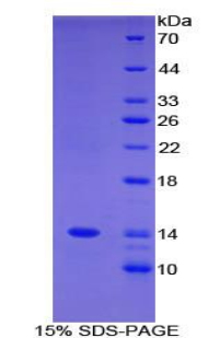 Recombinant Family With Sequence Similarity 19, Member A3 (FAM19A3)