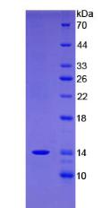 Recombinant Family With Sequence Similarity 19, Member A4 (FAM19A4)