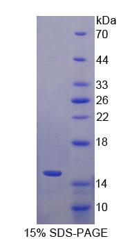 Recombinant S100 Calcium Binding Protein A15 (S100A15)
