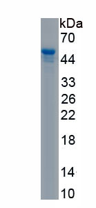 Recombinant Transmembrane Channel Like Protein 4 (TMC4)