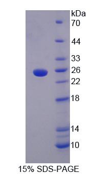 Recombinant LETM1 Domain Containing Protein 1 (LETMD1)
