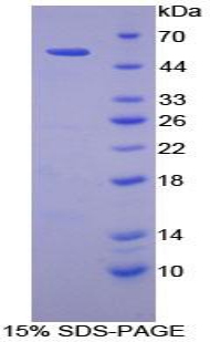 Recombinant C2 Calcium Dependent Domain Containing Protein 3 (C2CD3)