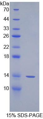 Recombinant Spindlin 3 (SPIN3)