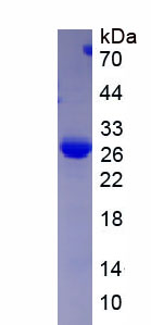 Recombinant Gamma-Secretase Activating Protein (gSAP)
