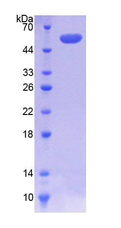 Recombinant Coenzyme Q6 Homolog, Monooxygenase (COQ6)