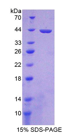 Recombinant Misato Homolog 1 (MSTO1)