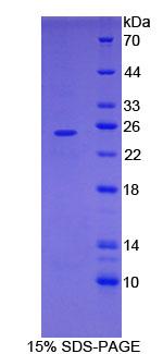 Recombinant Folate Receptor 4 (FOLR4)