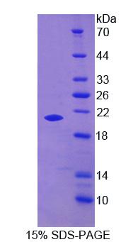 Recombinant Filaggrin 2 (FLG2)