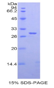 Recombinant A Disintegrin And Metalloprotease 6 (ADAM6)