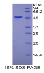 Recombinant Lipocalin 4 (LCN4)