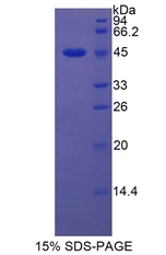 Recombinant Lipocalin 5 (LCN5)