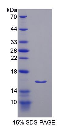 Recombinant Insulin Receptor Substrate 3 (IRS3)