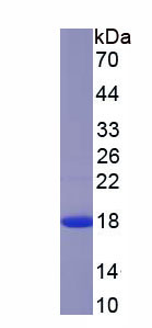 Recombinant Galectin 5 (GAL5)