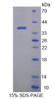 Recombinant Defensin Alpha 2 (DEFa2)