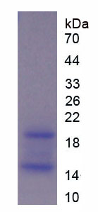 Recombinant Ribonuclease A12 (RNASE12)