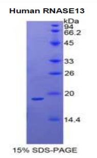 Recombinant Ribonuclease A13 (RNASE13)