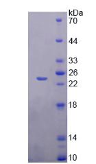 Recombinant Mab21 Domain Containing Protein 1 (MB21D1)