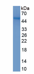 Recombinant Family With Sequence Similarity 131, Member C (FA<b>M131</b>C)