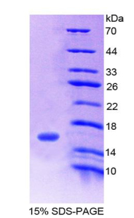 Recombinant Family With Sequence Similarity 132, Member A (FA<b>M132</b>A)