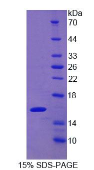 Recombinant Galectin 9C (GAL9C)