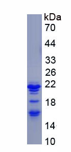 Recombinant Oxyntomodulin (OXM)