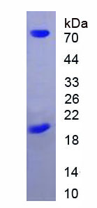 Recombinant Streptavidin (SA)