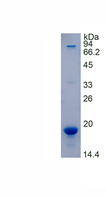 Recombinant Streptavidin (SA)