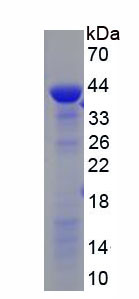 Recombinant Long Flagella 2 (LF2)