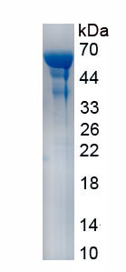 Recombinant Interleukin 23 (IL23)