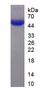 Recombinant Nucleoprotein (NP)