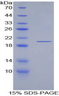 Recombinant Ecotin (ECO)