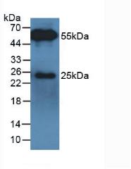 None-Linked Rabbit Anti-Bovine IgG Polyclonal Antibody