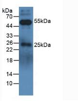 HRP-Linked Rabbit Anti-Canine IgG Polyclonal Antibody