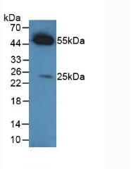 None-Linked Rabbit Anti-Caprine IgG Polyclonal Antibody