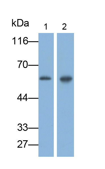 None-Linked Mouse Anti-Human IgG Polyclonal Antibody