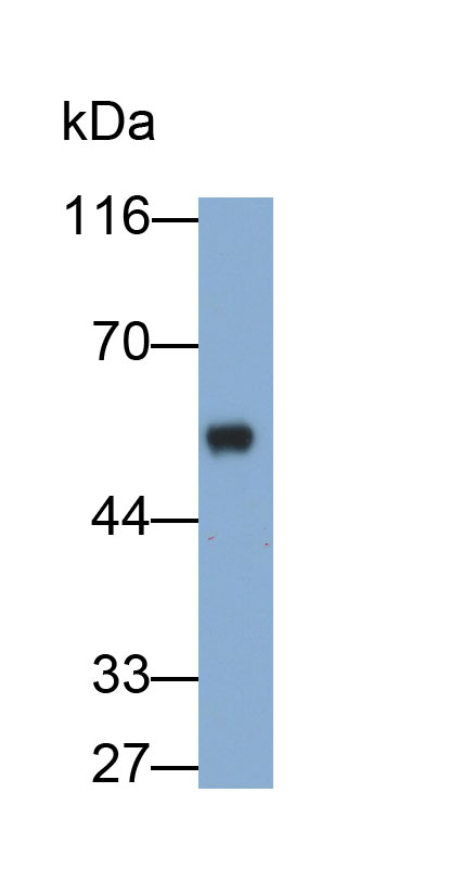 None-Linked Rabbit Anti-Mouse IgG Polyclonal Antibody