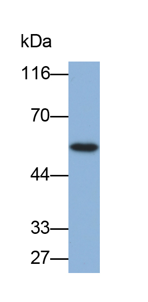 HRP-Linked Rabbit Anti-Mouse IgG Polyclonal Antibody