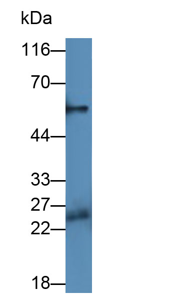 None-Linked Rabbit Anti-Rat IgG Polyclonal Antibody