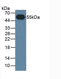 HRP-Linked Caprine Anti-Rabbit IgG Polyclonal Antibody