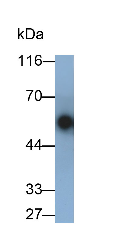 HRP-Linked Guinea pig Anti-Rabbit IgG Polyclonal Antibody