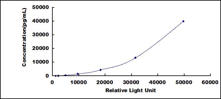 CLIA Kit for Matrix Metalloproteinase 13 (MMP13)