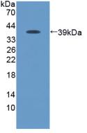 Anti-Glutathione S Transferase (GST) Tag Polyclonal Antibody