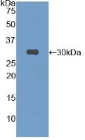 Anti-S15 Oligopeptide (S-Tag) Tag Polyclonal Antibody