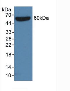 Anti-S15 Oligopeptide (S) Tag Monoclonal Antibody