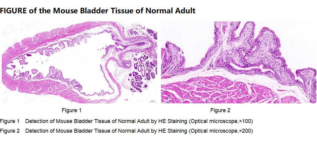 Mouse Bladder Tissue of Normal Adult