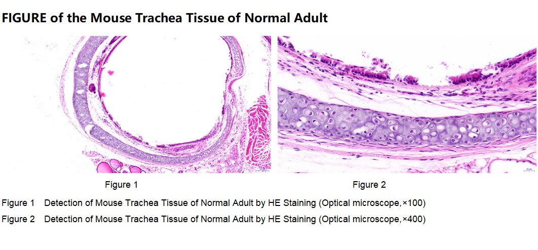 Mouse Trachea Tissue of Normal Adult