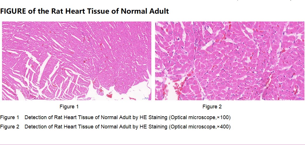 Rat Heart Tissue of Normal Adult
