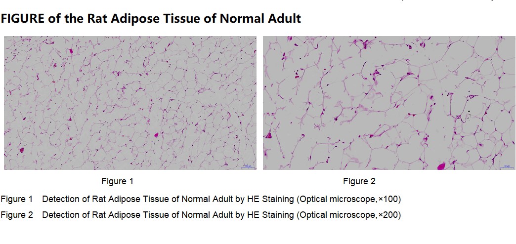 Rat Fat Tissue of Normal Adult
